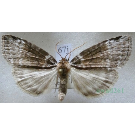Tetheella fluctuosa (Hübner, 1803) Falica zmiennica Czech67j